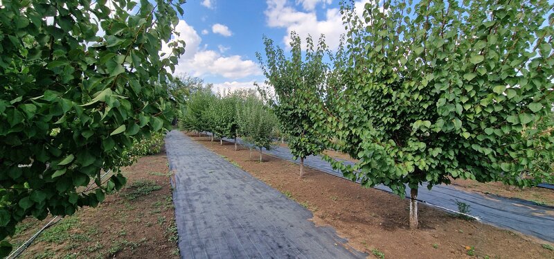 Fundulea, vila 185 mp cu teren 4000 mp, potential dezvoltare imobiliara